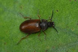 Attēlu rezultāti vaicājumam “Isomira murina”