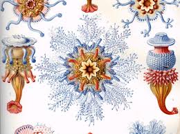 Image result for ernst haeckel