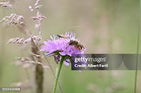 Attēlu rezultāti vaicājumam “Adela cuprella”