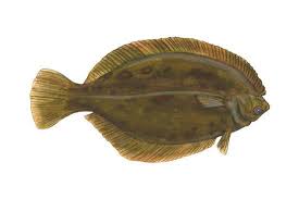Image result for Pseudopleuronectes americanus