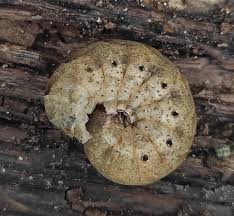 Attēlu rezultāti vaicājumam “Noctua fimbriata larva”