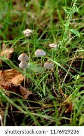 Attēlu rezultāti vaicājumam “Mycena filopes”