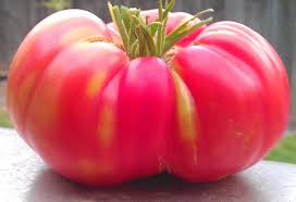 Afbeeldingsresultaat voor Pink Brandywine tomato