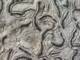 Attēlu rezultāti vaicājumam “Graphis scripta”