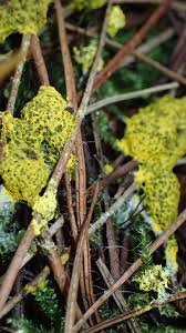 Attēlu rezultāti vaicājumam “Fuligo septica var. flava young”