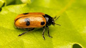 Attēlu rezultāti vaicājumam “Clytra quadripunctata”