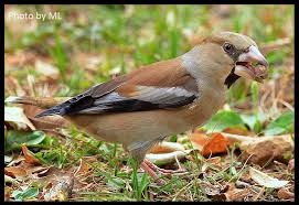 Attēlu rezultāti vaicājumam “Coccothraustes coccothraustes”