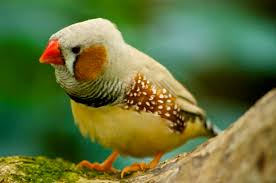 Attēlu rezultāti vaicājumam “Tettigoniodea”