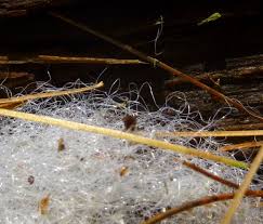 Attēlu rezultāti vaicājumam “Lindbladia tubulina spores”