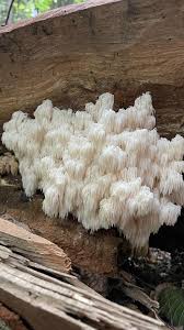 Attēlu rezultāti vaicājumam “Hericium coralloides”