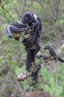 Attēlu rezultāti vaicājumam “Nymphalis xanthomelas larva”