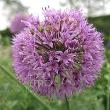 Attēlu rezultāti vaicājumam “Allium holandicum flower”