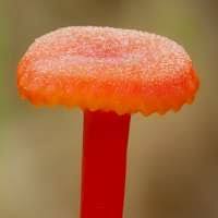 Attēlu rezultāti vaicājumam “Hygrocybe cantharellus”