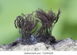 Attēlu rezultāti vaicājumam “Stemonitis axifera spores”