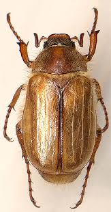 Attēlu rezultāti vaicājumam “Amphimallon solstitiale imago”