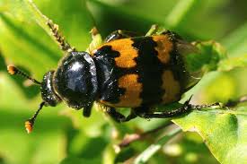 Attēlu rezultāti vaicājumam “Nicrophorus vespillo”