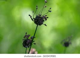 Attēlu rezultāti vaicājumam “Allium scorodoprasum bud”