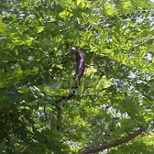Attēlu rezultāti vaicājumam “Gymnocladus dioicus bud”