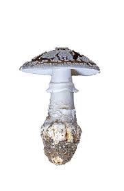 Attēlu rezultāti vaicājumam “Amanita excelsa”