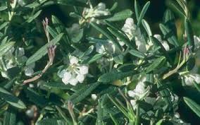 Attēlu rezultāti vaicājumam “Andromeda polifolia leaf”