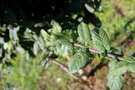 Attēlu rezultāti vaicājumam “Mespilus germanica leaf”