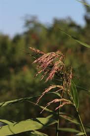 Attēlu rezultāti vaicājumam “Phragmites communis”