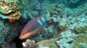 Image result for Scarus zelindae