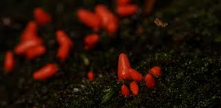 Attēlu rezultāti vaicājumam “Lycogala conicum spores”