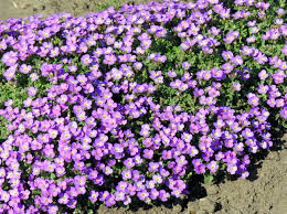 Attēlu rezultāti vaicājumam “Aubrieta deltoidea flower”