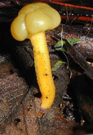 Attēlu rezultāti vaicājumam “Leotia lubrica”