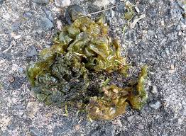 Attēlu rezultāti vaicājumam “Nostoc pruniforme”