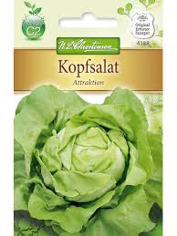 Image result for Kopfsalat