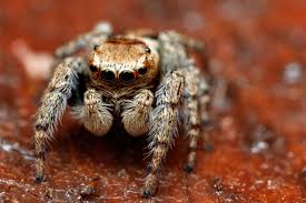 Attēlu rezultāti vaicājumam “Evarcha falcata male”