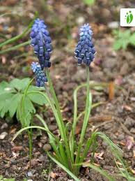 Attēlu rezultāti vaicājumam “Muscari botryoides flower”