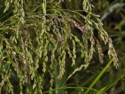 Attēlu rezultāti vaicājumam “Glyceria striata leaf”