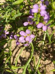 Attēlu rezultāti vaicājumam “Cakile maritima subsp. baltica”