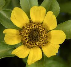 Attēlu rezultāti vaicājumam “Bidens cernua”