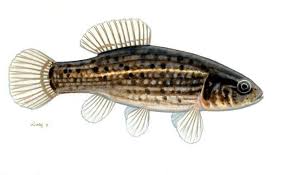 Attēlu rezultāti vaicājumam “Panolis umbra”