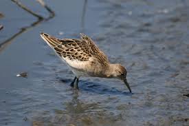 Attēlu rezultāti vaicājumam “Philomachus pugnax”