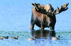 Attēlu rezultāti vaicājumam “Alces alces”