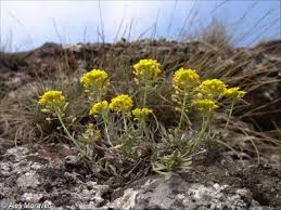 Attēlu rezultāti vaicājumam “Alyssum gmelinii”