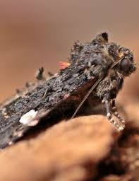 Attēlu rezultāti vaicājumam “Melanchra persicariae imago”