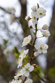 Attēlu rezultāti vaicājumam “Prunus cerasifera flower”