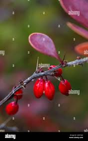 Attēlu rezultāti vaicājumam “Berberis thunbergii fruit”