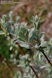 Attēlu rezultāti vaicājumam “Salix lapponum”