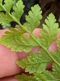 Attēlu rezultāti vaicājumam “Cystopteris fragilis”