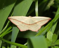 Attēlu rezultāti vaicājumam “Timandra comae”