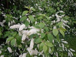 Attēlu rezultāti vaicājumam “Prunus spinosa leaf”