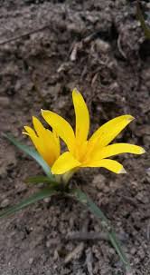 Attēlu rezultāti vaicājumam “Colchicum luteum flower”
