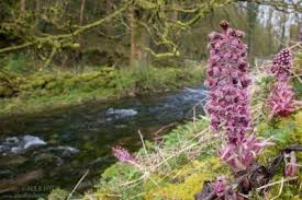 Image result for Petasites officinalis
